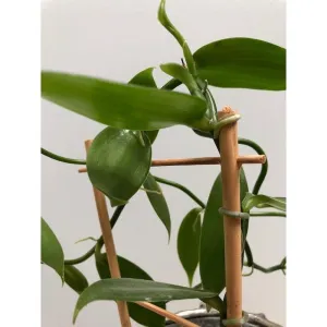 Bamboo Ladder Trellis for Indoor and Climbing Plants