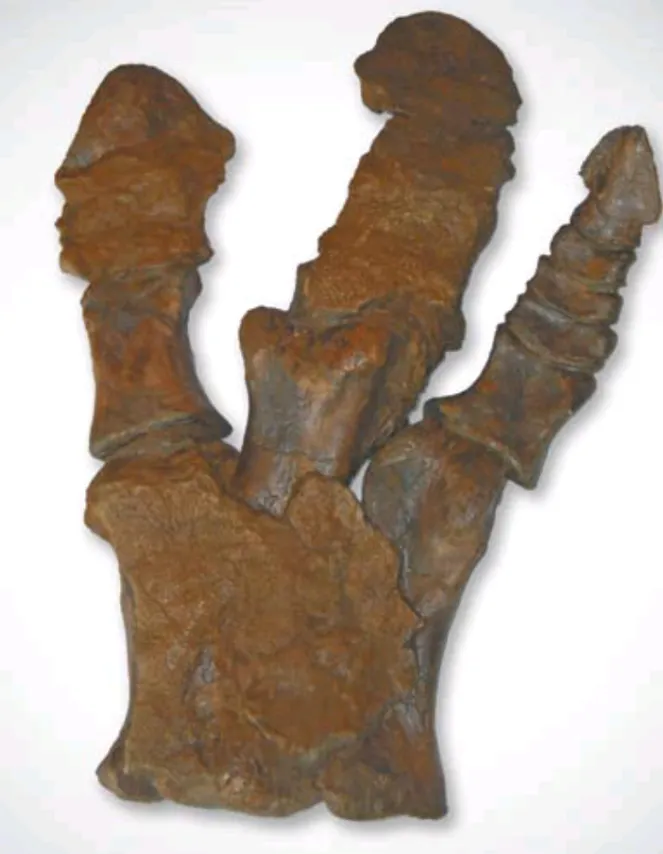 Hadrosaurus:. Mary Ann the Hadrosaur