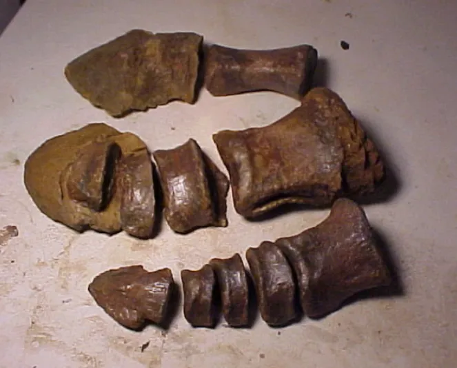 Hadrosaurus:. Mary Ann the Hadrosaur