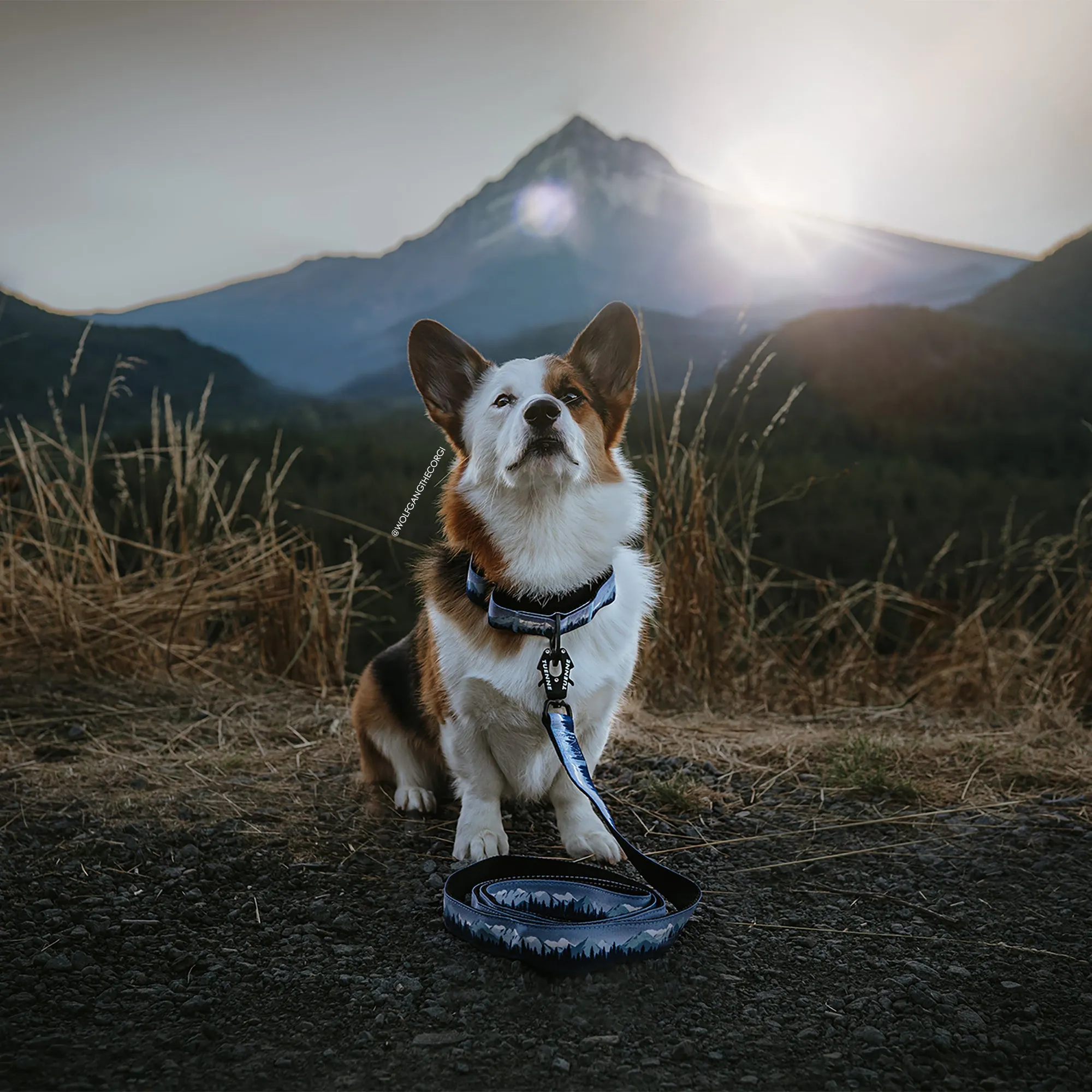 Sierra Nevada Martingale Collar