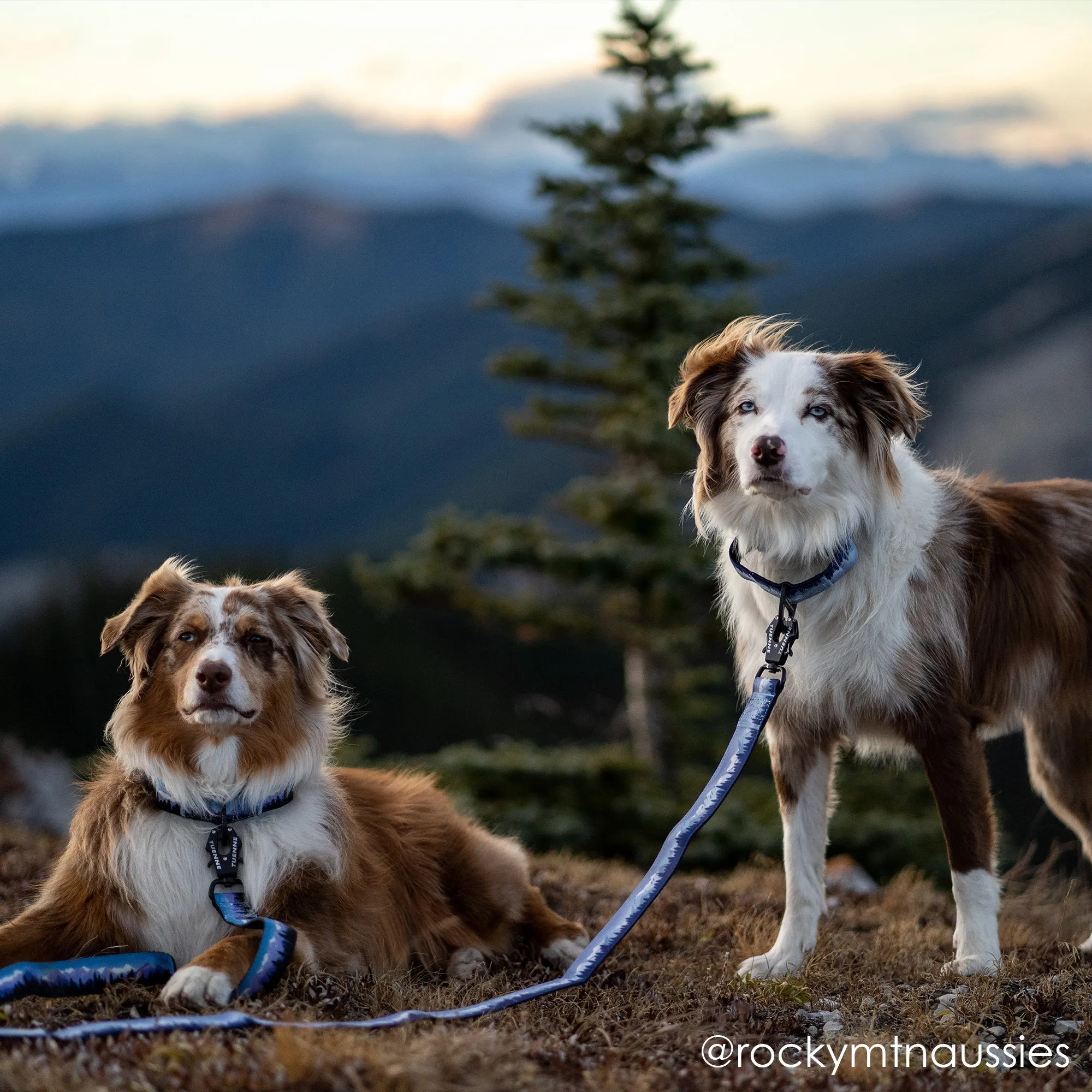Sierra Nevada Martingale Collar
