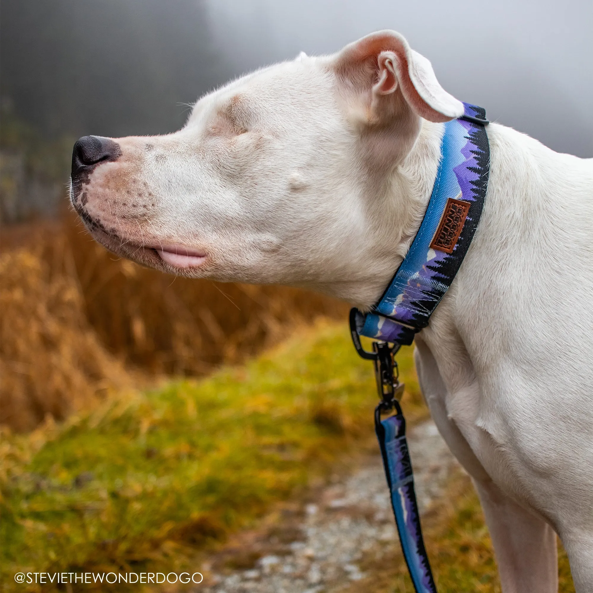 Sierra Nevada Martingale Collar