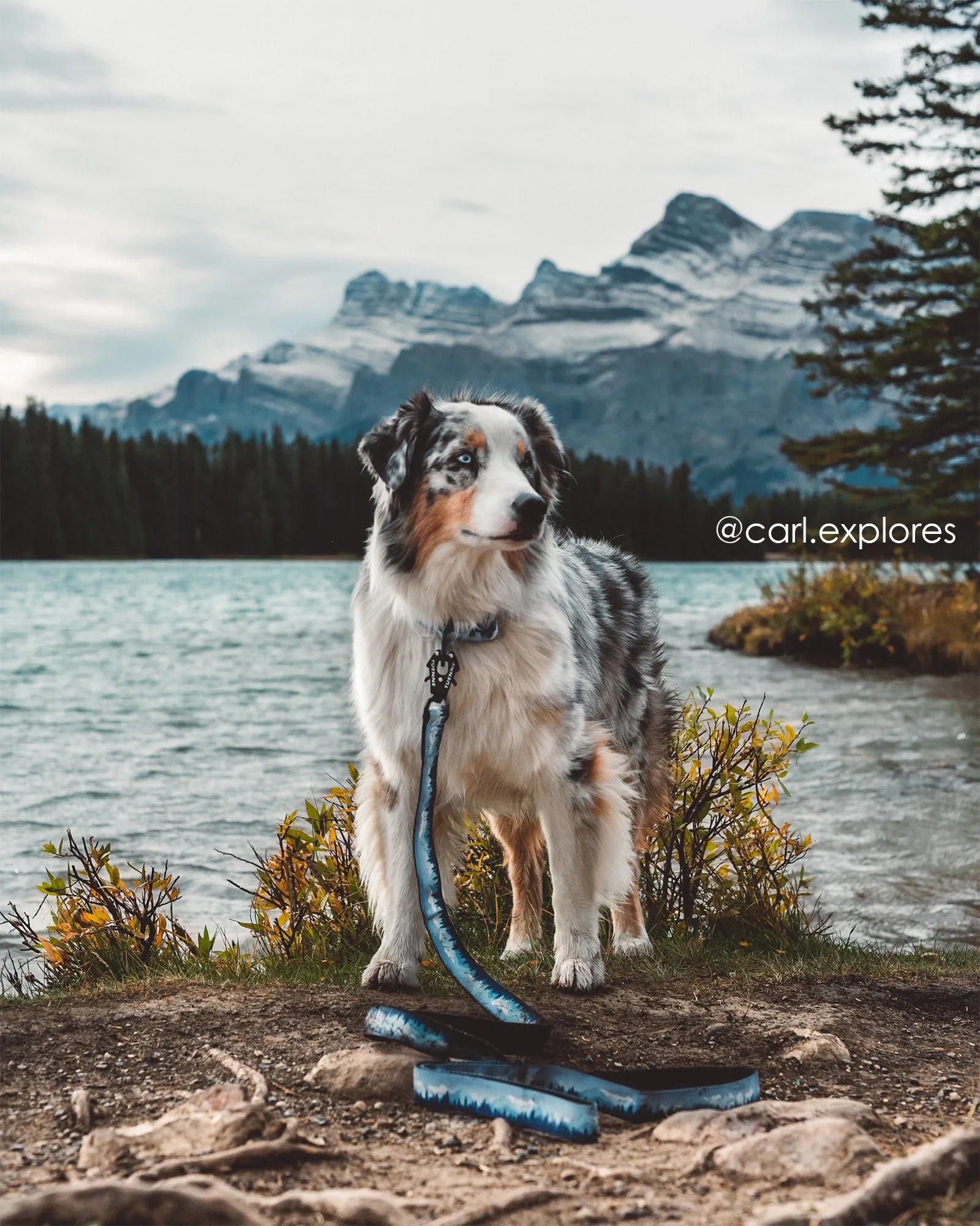 Sierra Nevada Martingale Collar