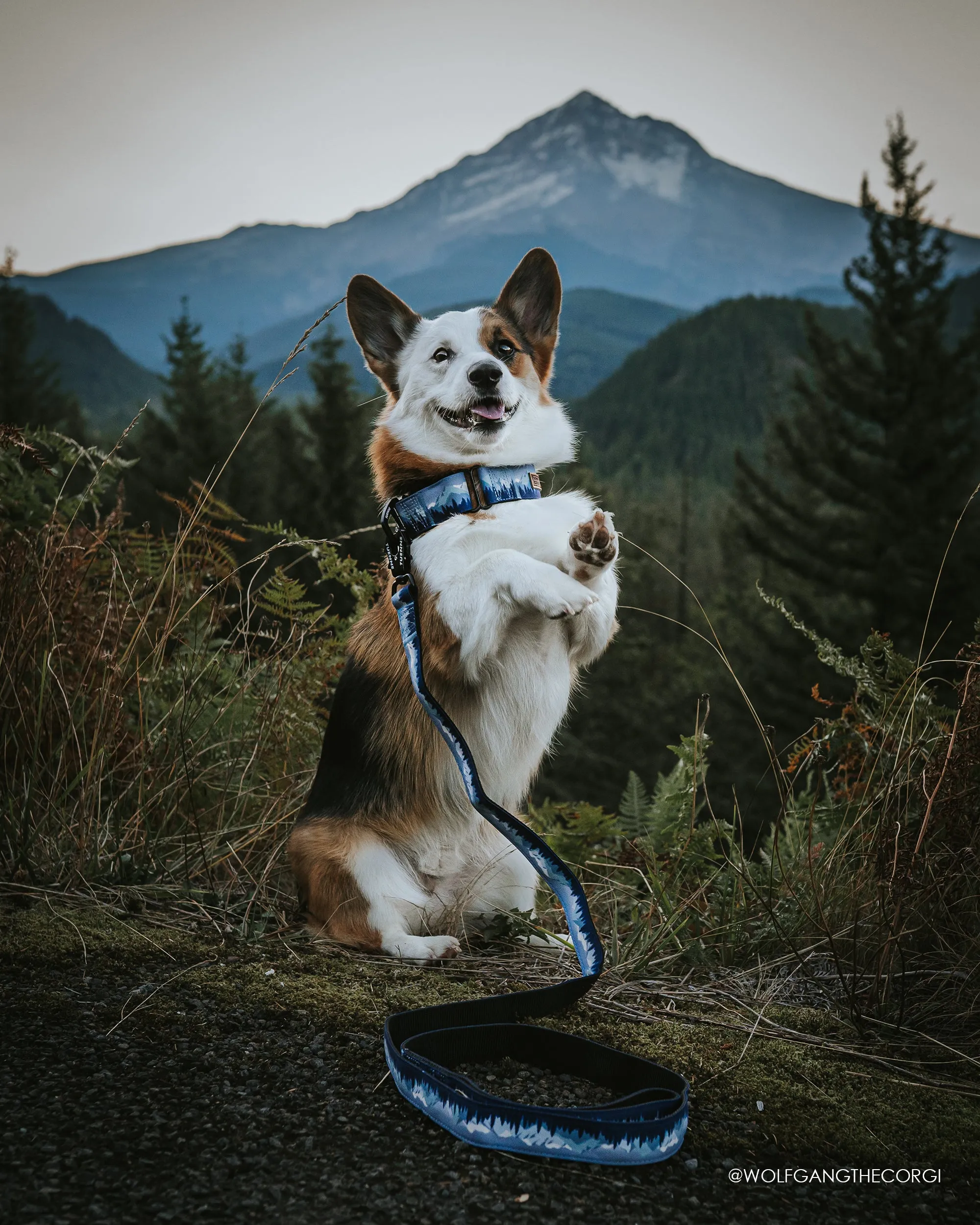 Sierra Nevada Martingale Collar