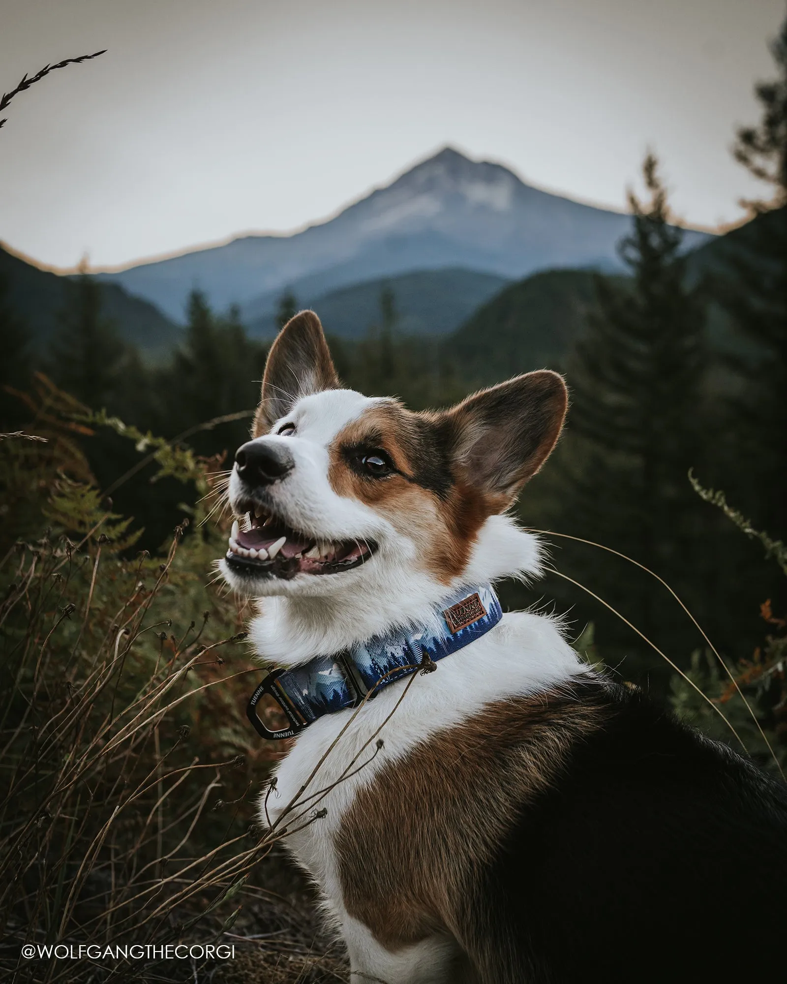 Sierra Nevada Martingale Collar