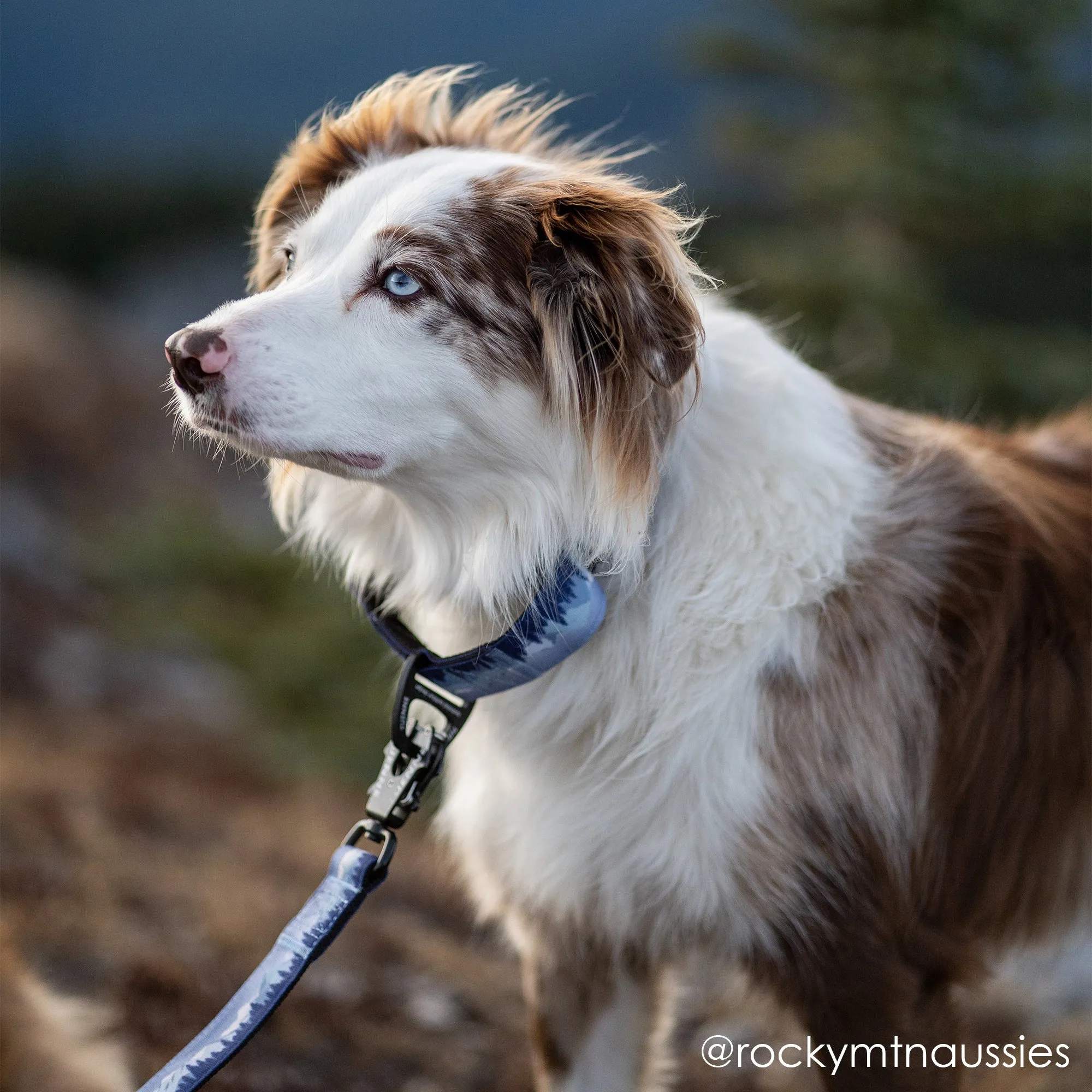 Sierra Nevada Martingale Collar