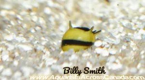 THORNY ZEBRA SNAIL (Neritina .SP)