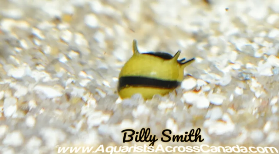 THORNY ZEBRA SNAIL (Neritina .SP)